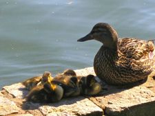 The Wild Duck with her ducklings in Prospect Park